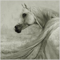 /album/galleria-fotografica/white-horse-2-jpg/